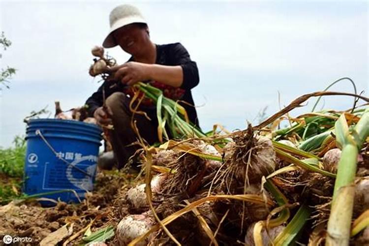 怎样种蒜苗最好