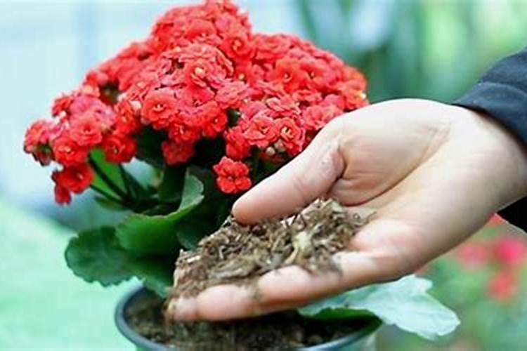 长寿花秋季可施氮肥吗 长寿花秋季是否可施氮肥