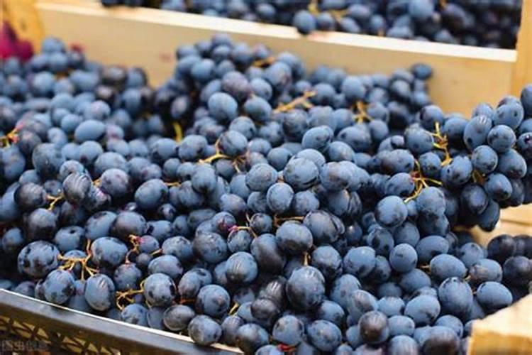 夏黑葡萄后期管理