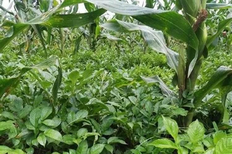 种魔芋用什么肥料