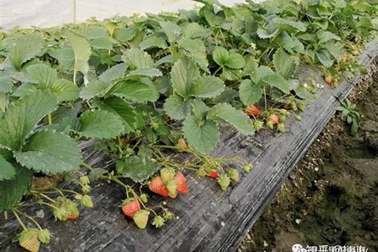 请问老师们草莓不上色的原因