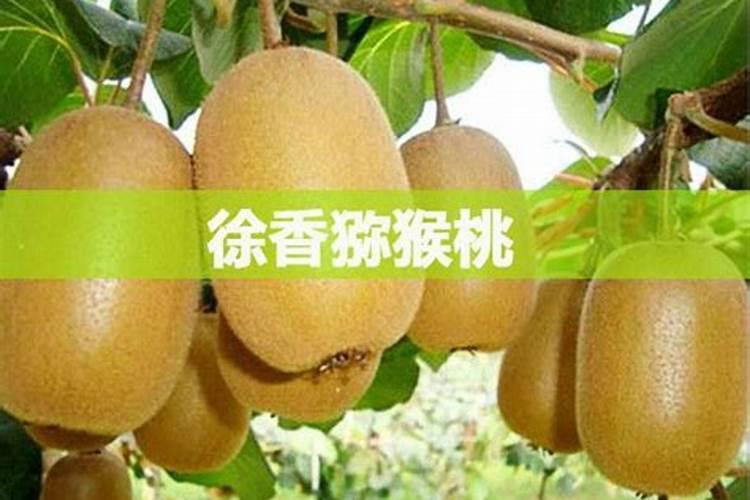 氨基酸叶面喷施 猴桃叶面喷施氨基酸增产增收效果好