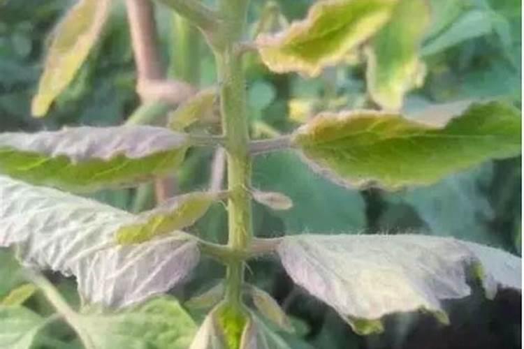 果树施磷肥有什么作用