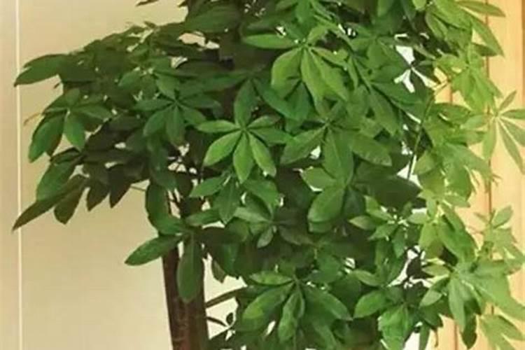 发财树能喷磷酸二氢钾叶面肥吗