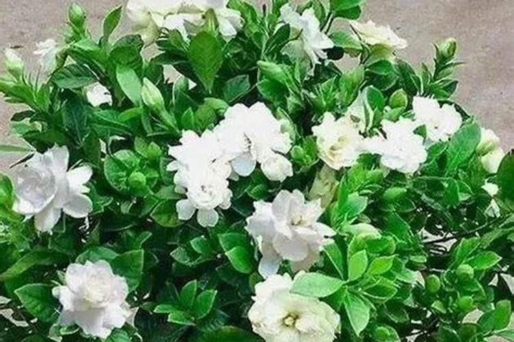 什么花可以用复合肥