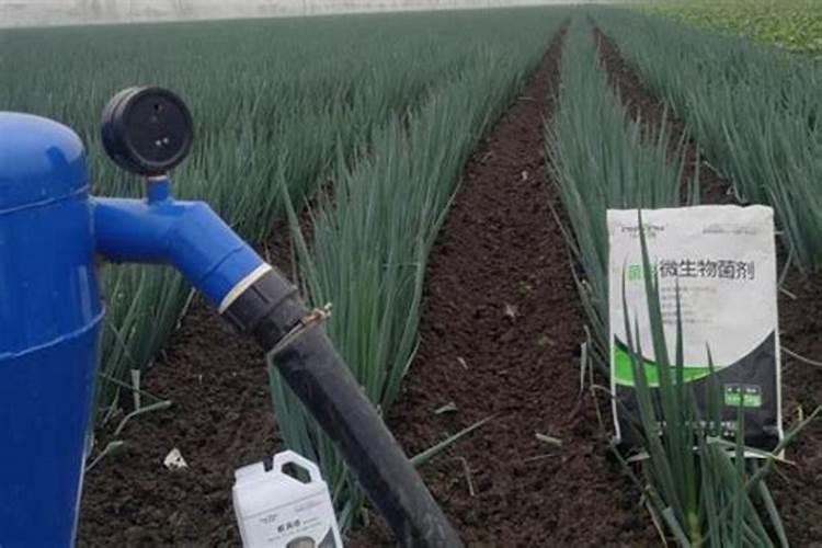 把腐植酸直接撒在地里,有效果吗？会有什么效果？