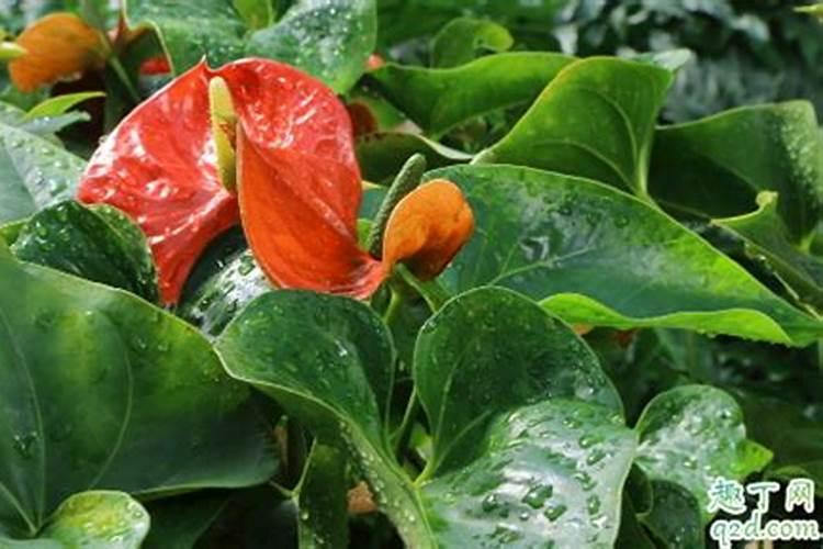 给红掌浇水的正确方法是什么？