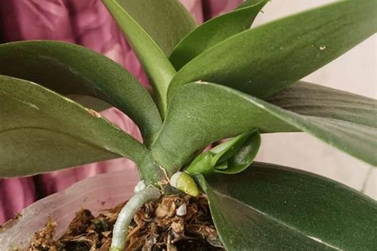 种植哈密瓜的时候,有哪些必须注意的重要事项？