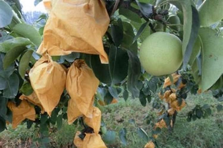 皇冠梨鸡爪病能吃吗？皇冠梨鸡爪病怎么办？