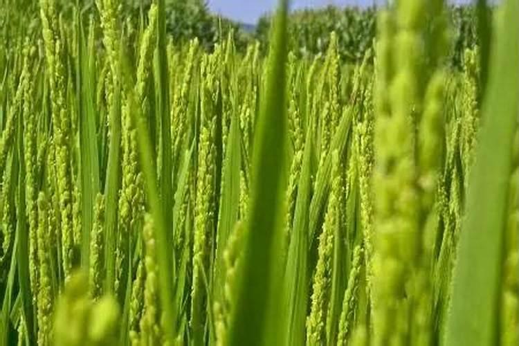 解除多效唑药害最快的方法是什么