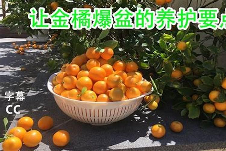 四季果养殖与注意事项