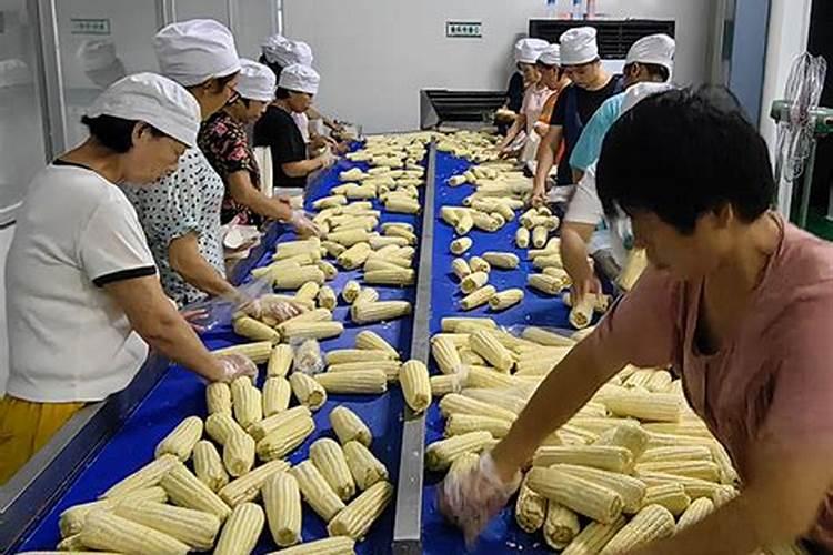 玉米打什么叶面肥增产