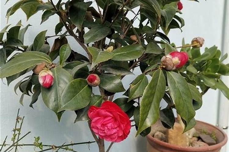 茶花为什么开一半就掉了