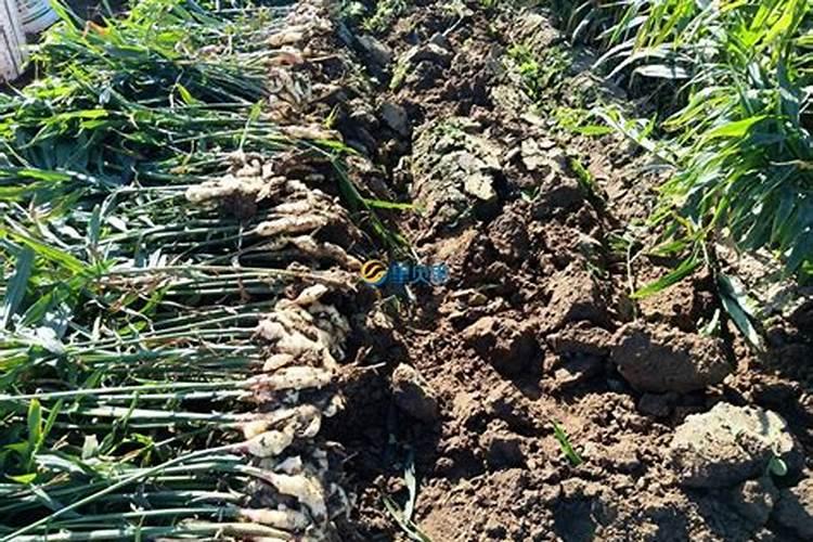 生姜怎样种植才高产,基肥充足修剪打顶养护