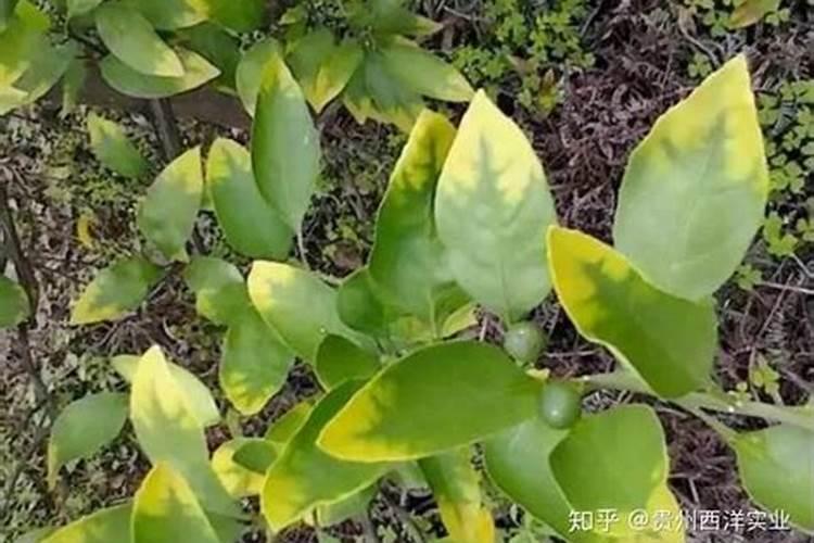 果树缺钾有哪些防治措施？