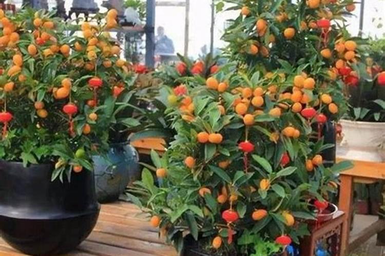 山茶花冬天养殖的禁忌 冬天养护山茶花的注意事项