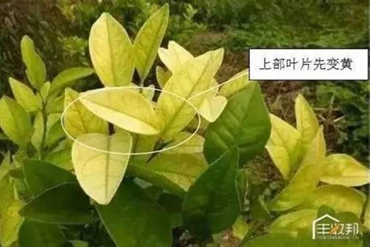 怎么给芒果施肥能增产增量？芒果长得好怎么样施肥