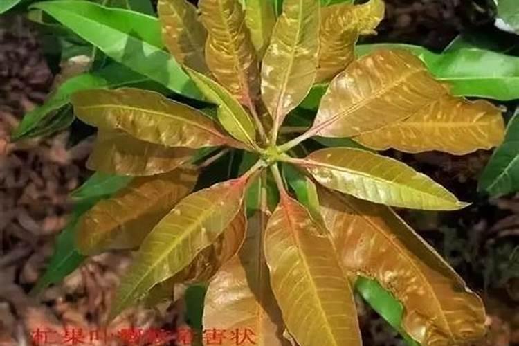 芒果结果期追施用的肥料？芒果保花保果用什么化肥好？