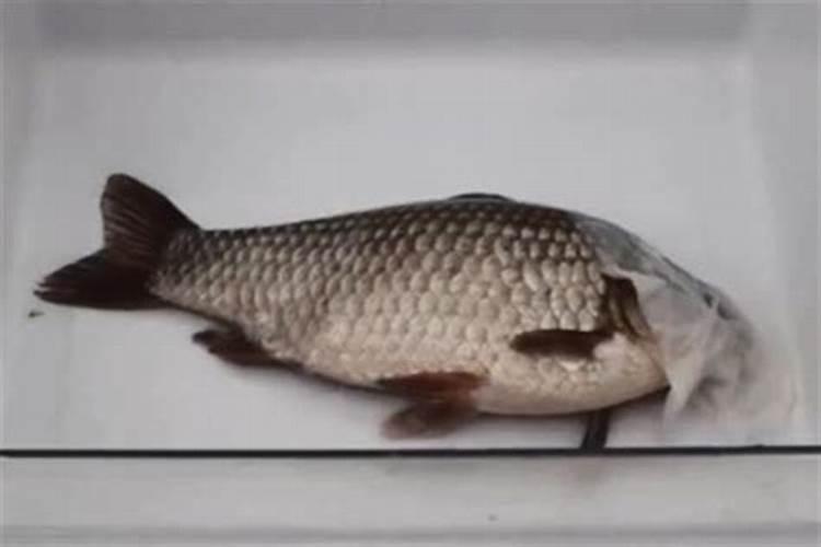 鱼蛋白肥料的使用技巧