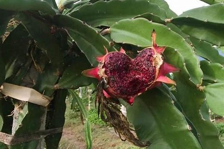 火龙果浇什么肥好？用叶面肥可以吗