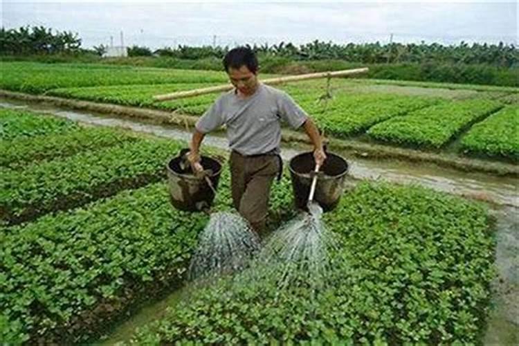 浇灌大蒜冲肥小妙招