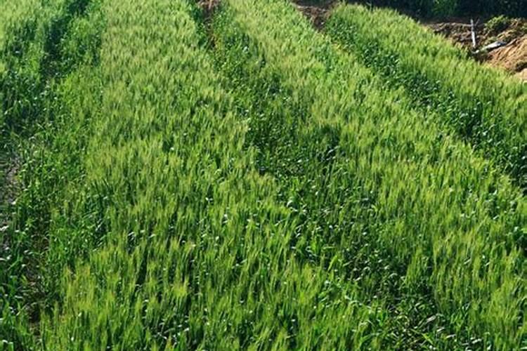 春节小麦怎样合理施肥