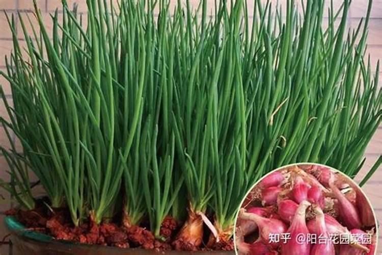 怎么让小葱粗壮