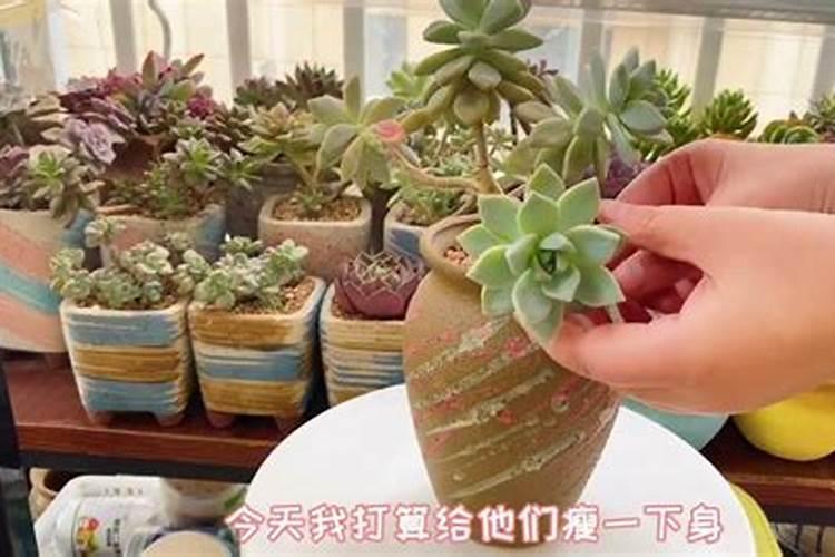 多肉植物要不要施肥 教你养出好状态