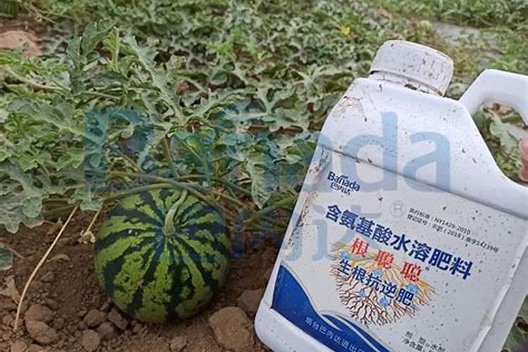 西瓜用流体钙氨基酸钙那个好？