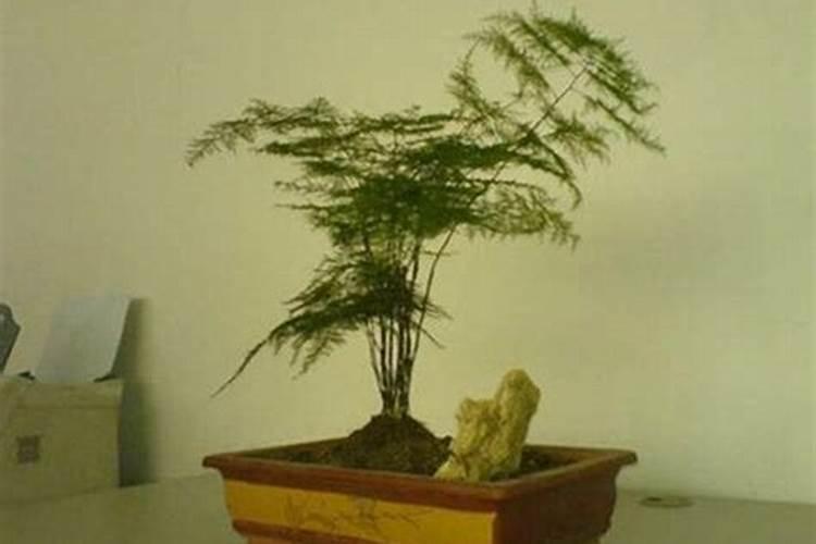 怎样使文竹矮化