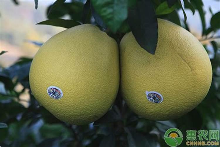 马家柚怎么种植
