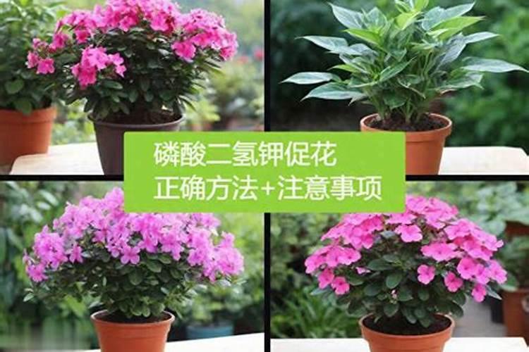 怎样用磷酸二氢钾给花施肥