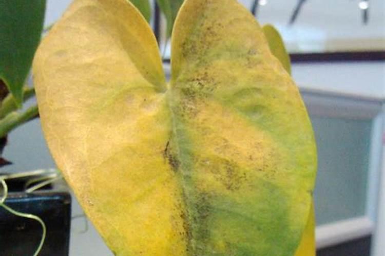 什么叶面肥能使叶子快速变绿变厚？