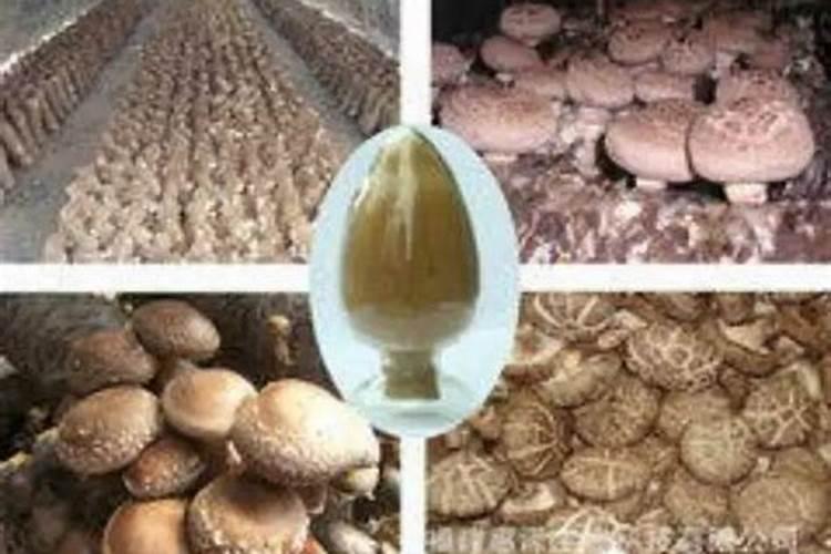 花叶病毒病用什么农药