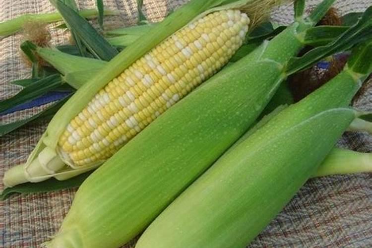 玉米肥可以上金银花吗