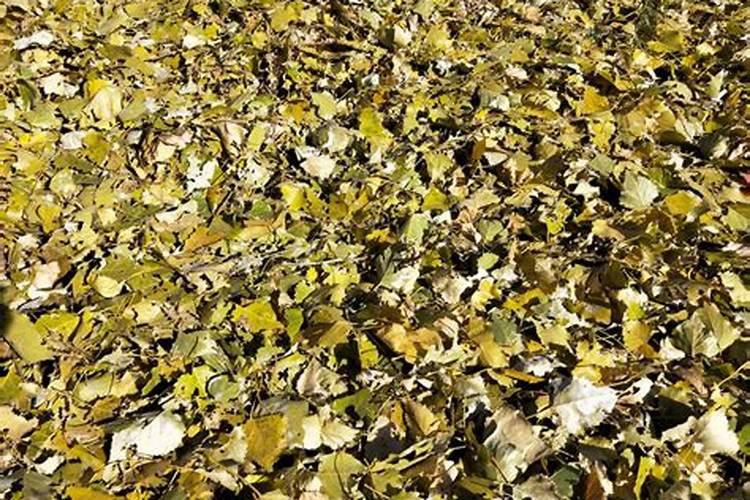 杨树落叶后还能施肥吗？