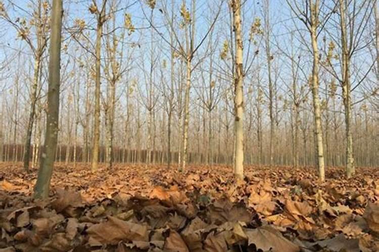 杨树落叶后施肥有效果吗？