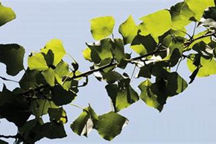 十月 份杨树还用施肥吗