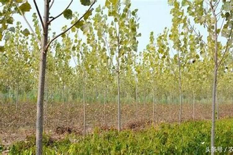 杨树用什么肥料长得快？