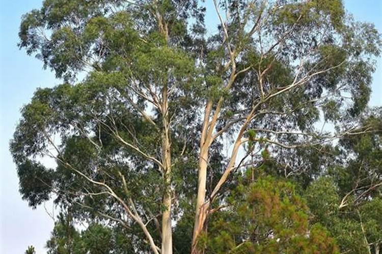 桉树一年施几次肥好