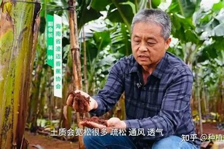 香蕉要怎样进行施肥？