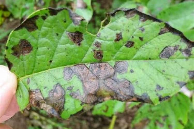 土豆用什么叶面肥喷施好