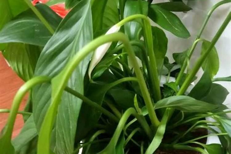 一帆风顺水培养殖方法