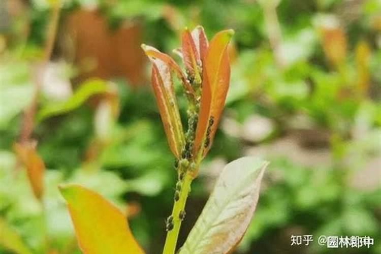 水稻施肥多长时间下雨没事？