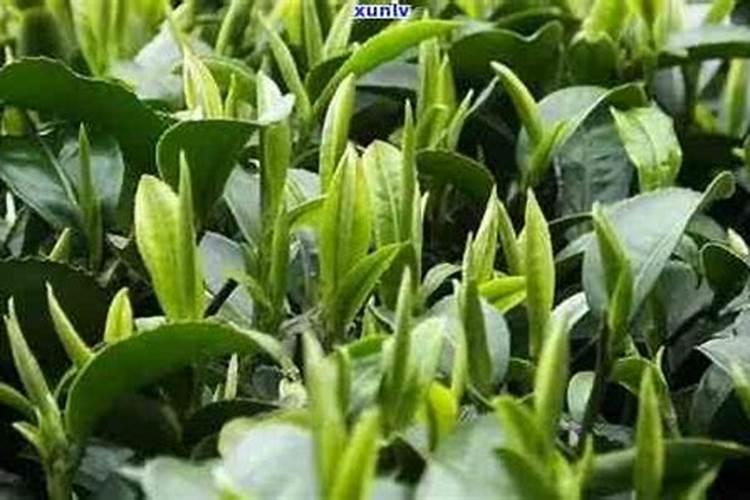 钾肥对茶树的作用