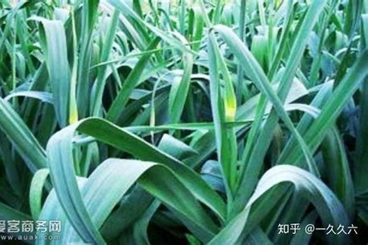 大蒜第一次上肥上什么化肥最合适？