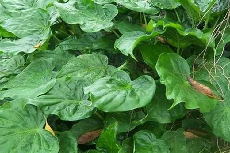 观音莲如何施肥