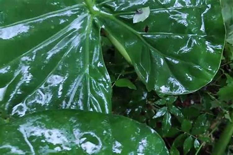 观音莲的养殖方法？