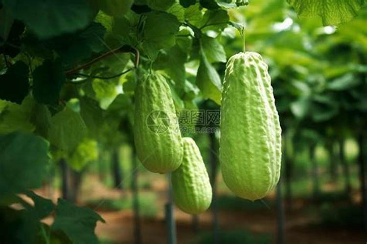 甲肥对什么蔬菜好