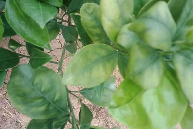 果树黄到心发慌,是缺素还是啥